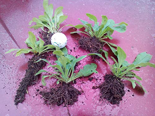 Portal Cool 5 x Inglese Native Forget - Me - Nots. Myosotis Non Piante Semi