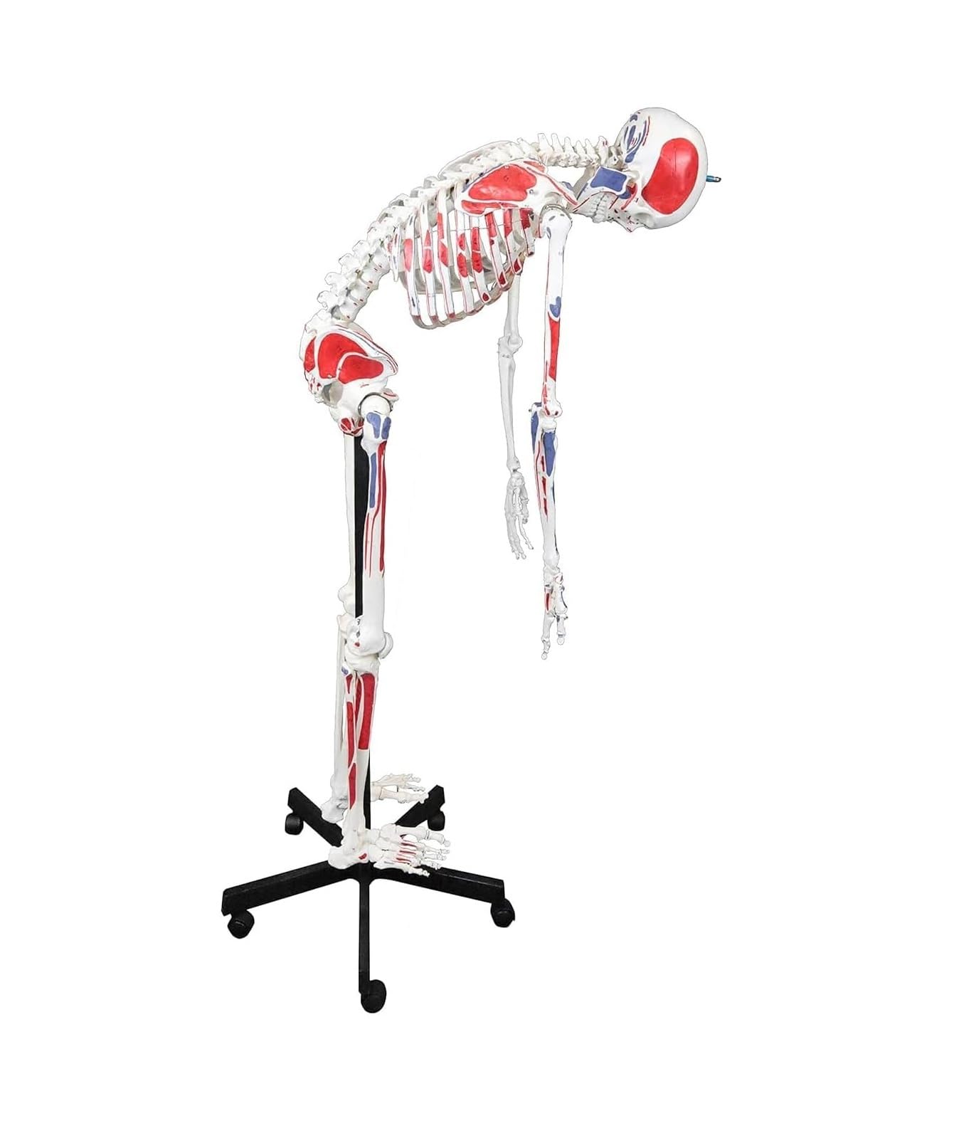 Model anatomiczny ludzkiego szkieletu 170 cm w pełnym rozmiarze