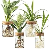 Glass Plant Propagation Stations for Plants – Set of 4(2 Large & 2 Small) Hydroponic Vases for Plant Cuttings,Flower Arrangements, Home & Office Decor–Desktop Vases for Living Room, Bedroom (4)