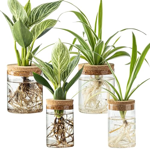 Glass Plant Propagation Stations for Plants – Set of...