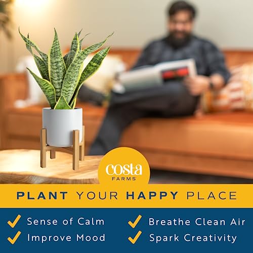 Costa Farms Snake Plant (4-Pack), Spring Decor, Giftable Plant Item, Live Indoor and Outdoor Sansevieria Plants, Easy Care Live Succulent Houseplants Potted in Nursery Pots, 8-Inches Tall