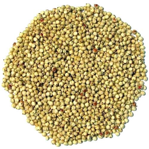 KOO Retails Fresh n Bajra Seeds for Birds (Pearl Millet) - 900 Gram