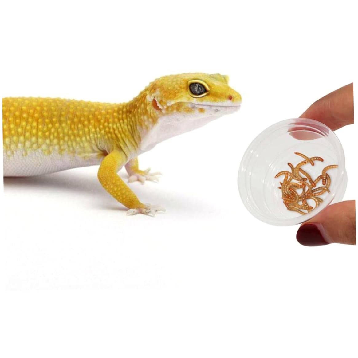Ciotole per rettili 100 pezzi trasparenti per cibo per gechi Ciotole per rettili in plastica Ciotole per cibo per gechi Contenitori per acqua per gechi crestati Lucertole Piccoli animali domestici