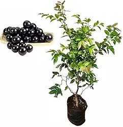 Muda de Jabuticaba (Plinia cauliflora) Altura de 20 a 40cm – planta frutífera nativa, ideal para vasos ou solo, frutos doces e suculentos, cultivo doméstico, pomares e quintais produtivos