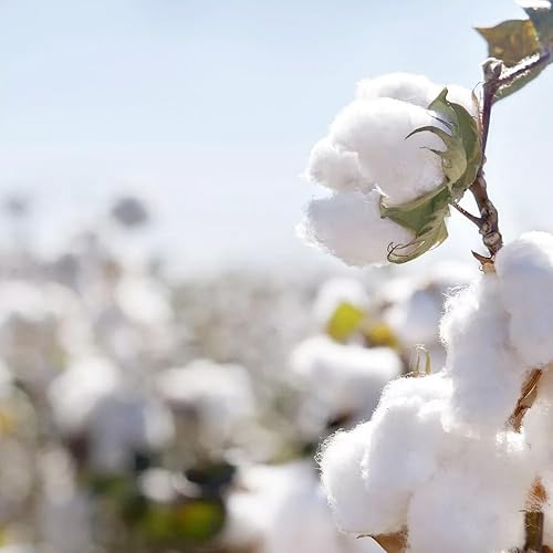 Miniatura 2 de ORGANICDREAM Colchón Deluxe Pack & Play I de 2 etapas de doble cara I GreenGuard Gold Certified I 100% transpirable I Firm Side infantil + espuma