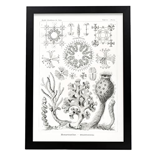 Nacnic Lamina artistica decorativa con ilustración de Hexactinellae tamaño A3 estilo Vintage para decorar el hogar, salón, habitaciones, estudios...