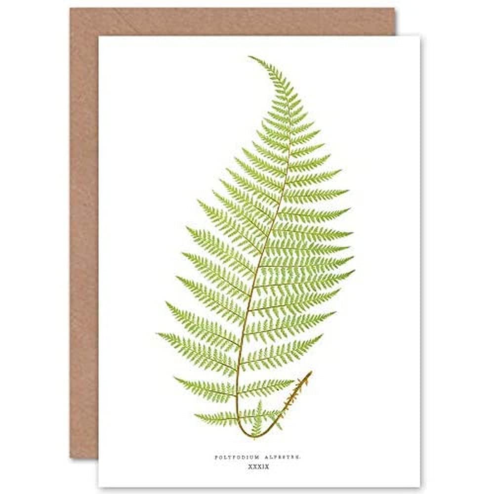 Wee Blue Coo Fern Polypodium Alpestre Greeting Card With Envelope Inside Premium Quality