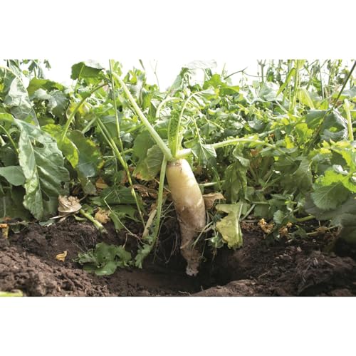 Brassica Blend For Deer