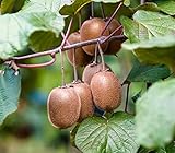 30 semillas / paquete, Tailandia mini-plantas de kiwi en maceta bonsai balcón de semillas orgánicas nutritiva deliciosa fruta de kiwi pequeña