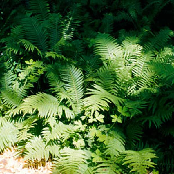 6x Frauenfarn - Athyrium filix-femina - Topf 9x9cm - Eleganter Schattenfarn für Garten