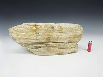 Amazon.co.jp: (TD)珪化木重さ：約6kg高さ：約11cm白地形化石木ウッド