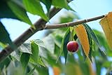Strawberry/Cotton Candy Tree (Muntingia calabura), Live Fast-Growing Fruit Tree Plant in 4' Pot