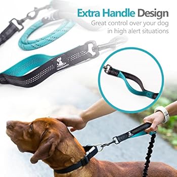 Best bungee leash for dogs Clearance