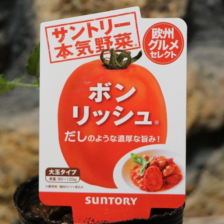 Amazon.co.jp: ノーブランド品トマト苗大玉ボンリッシュ実生苗3号