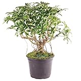 Brussel's Bonsai Live Hawaiian Umbrella Indoor Bonsai Tree - 5 Years Old 8' to 12' Tall with Plastic...