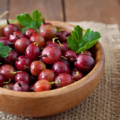 Gooseberry 'Hinnonmaki Red' - Hardy Finnish Variety with Plump, Delicious Fruits 3 Litre Pot x 1 by Thompson & Morgan