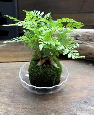 Amazon ダバリア苔玉仕立て 涼しげ シダ 観葉植物 観葉植物 オンライン通販 Amazon ダバリア苔玉仕立て 涼しげ シダ 観葉植物 観葉植物 オンライン通販