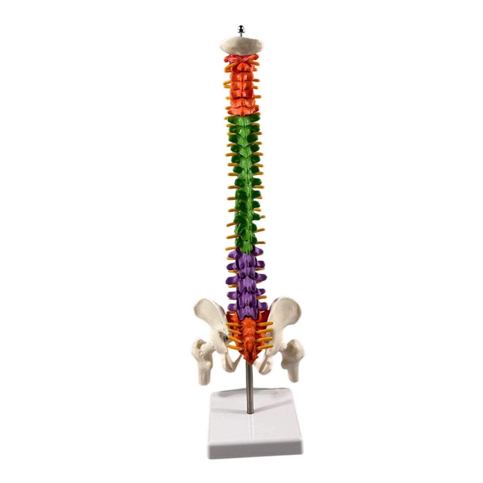 Garende 17.7inch Spine Model Skeleton Colored Teaching Aids Educational Tool Vertebral Column Model for Science Study, Demonstration