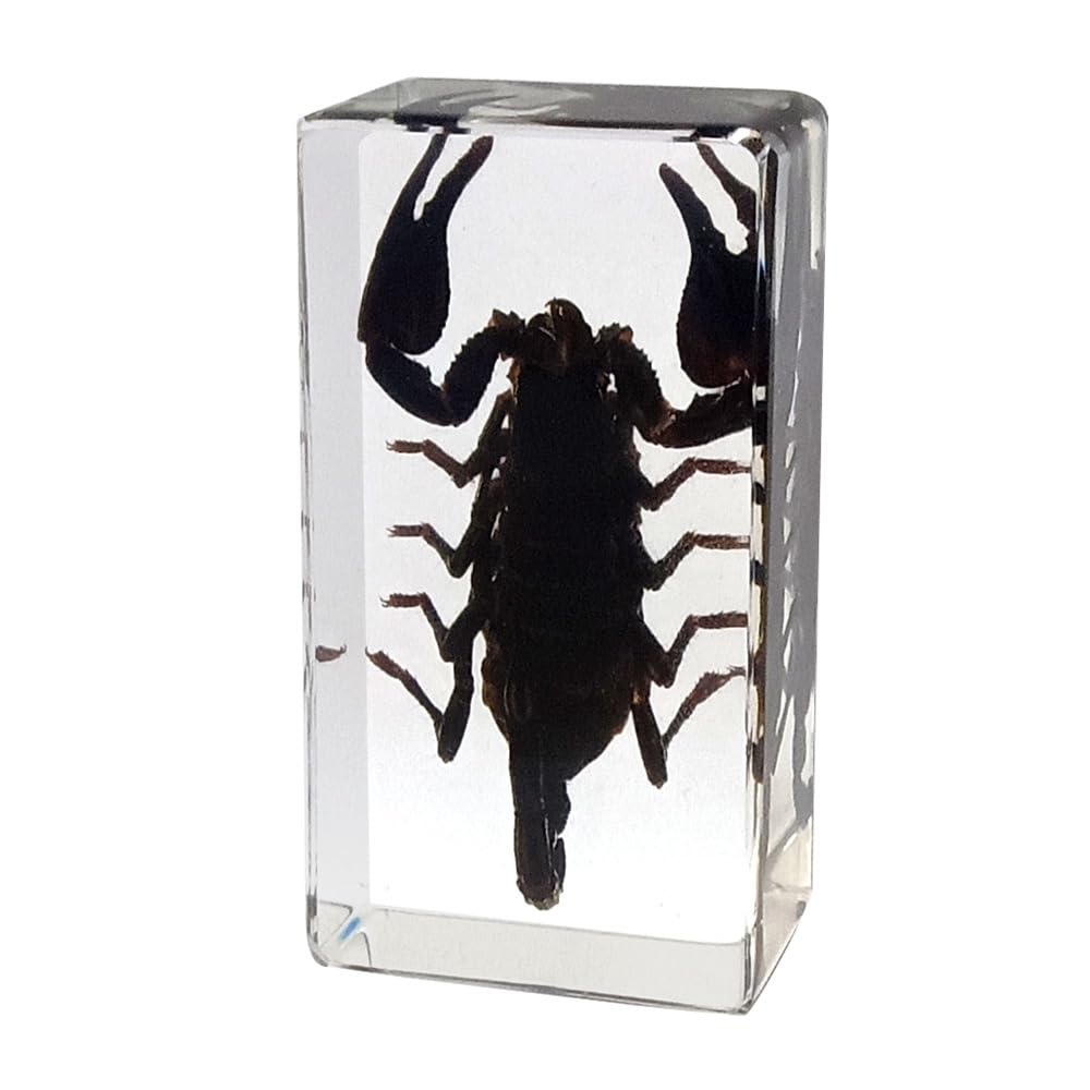 Taxidermy Centipede, 3" Real Centipede Insect Specimens in Resin Paperweights for Science Education, Desk Ornament and Animal Taxidermy Collection (Medium Size: 3" x 1.8" x 0.8")