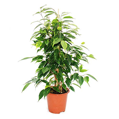 Exotenherz - Ficus benjamini 'Anastasia', Birkenfeige 14cm