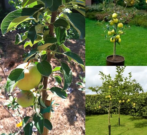 Image of Golden Apple Fruit Plant Live Tree Grafted 2 Feet - Fast Fruit Yield in 2-3 Years - Includes Golden Delicious, Royal Gala Apple Tree & Best Gala Variety for Fresh Homegrown