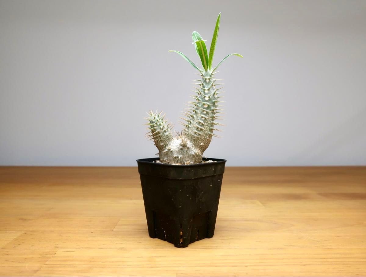 パキポディウム グラキリス3頭多頭実生株 パキポディウム グラキリス3頭多頭実生株