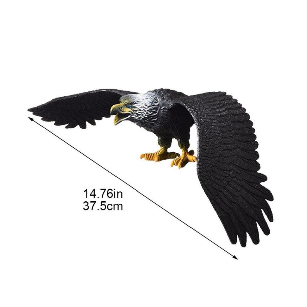 猛禽　頭骨　ワシ　タカ 猛禽 頭骨 ワシ タカ