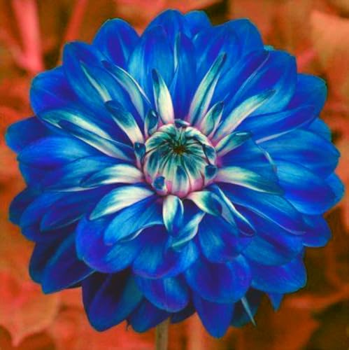 Dalia bulbi,bulbi di dalia gigante,Bulbi Da fiore resistenti,Dalia Fiore,Splendide piante ornamentali per giardini e vasi,Zinnia Pianta(Senza Semi, non artificiali,resistenti)-2bulbi-O