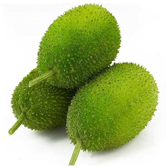 Spiny Gourd/Kantola/Kakrol Vegetable Seeds, high germination | 26 seeds per pack