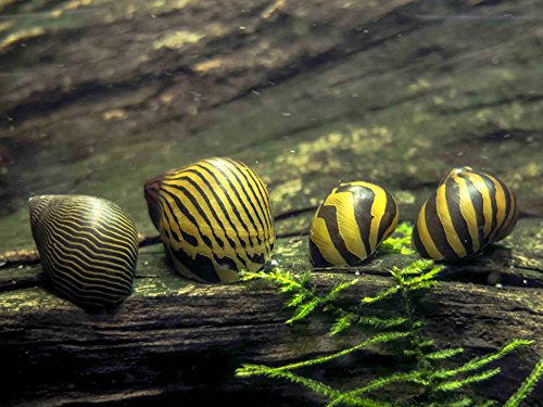 Aquatic Arts 20 Live Zebra Nerite Snails | Nano Aquarium Gravel Clearer/Filter/Scrubber | Freshwater...