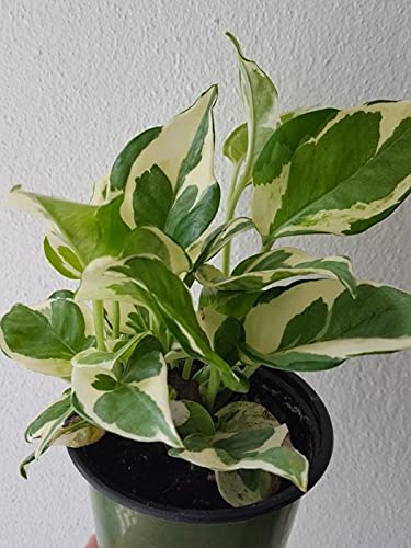 Pothos ( Money) Njoy Plants (B093HF5QN1) Amazon Price History, Amazon Price Tracker