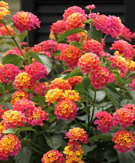 2 Lantana Plants Live, Lantana Live Plants for Planting Outdoors, Perennial Plants, Well Rooted, Red Lantana