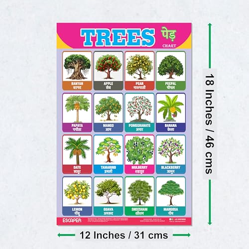 Image of ESCAPER Trees Educational Charts for Kids Learning (11.5 x 17.5 Inches), Study Material, Learning Books, Educational Posters