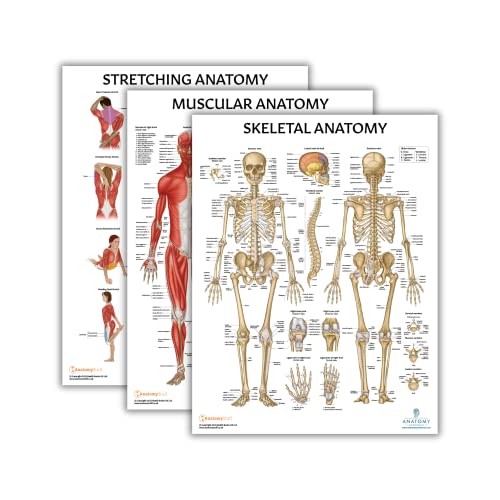 Anatomy Lab 3 PACK Stretching, Muscular, and Skeletal Human Anatomy Poster Set, LAMINATED, Anatomy and Physiology Poster, 17.3 x 22.5 Inches, Muscles Diagram, Stretching Poster, Detailed Skeletal System and Muscle Chart Anatomy Poster .