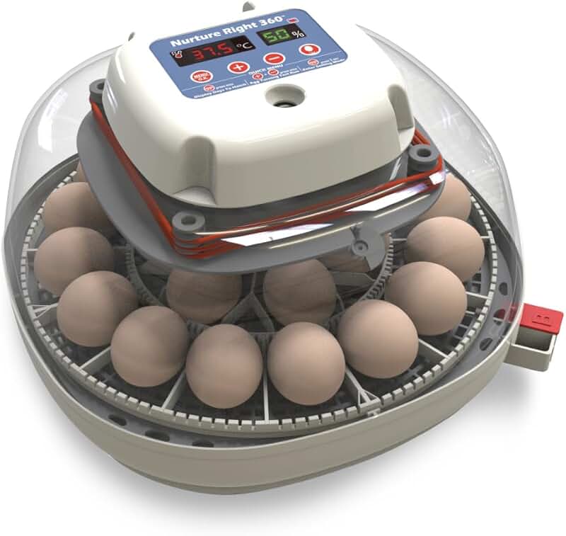 Инкубаторное яйцо купить. Еgg incubator. Egg incubator DC 12v.