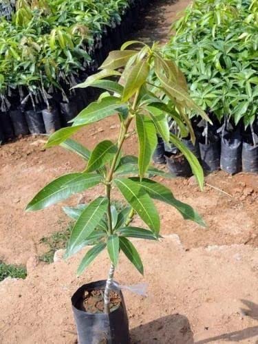 Mphmi Plants Live Fruits Alphonso Plant Mangoes - Ratnagiri, Maharashtra (B0BSXWD6HM) Amazon Price History, Amazon Price Tracker