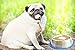 Mr. Peanut's Stainless Steel Interactive Slow Feed Dog Bowl with a Blue Base, Fun Healthy Bloat Stop Feeder (Large)