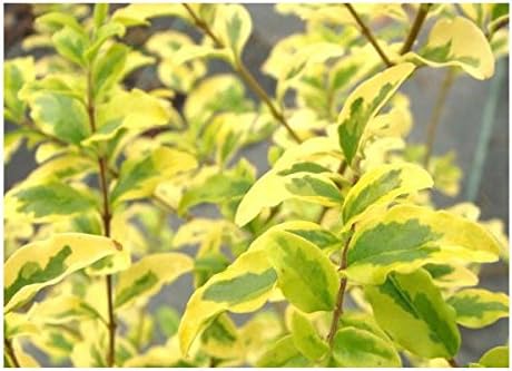 Amazon 苗 苗木 プリペット レモンアンドライム 樹高0 3m前後 15cmポット 苗木 植木 苗 庭木 生け垣 1本 1 植木 Amazon 苗 苗木 プリペット レモンアンドライム 樹高0 3m前後 15cmポット 苗木 植木 苗 庭木 生け垣 1本 1 植木