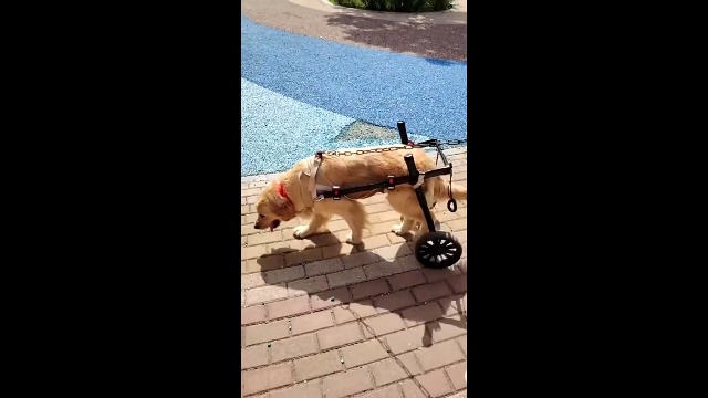 Amazon | Pekaro犬用車椅子 歩行補助 歩行器 ペット介護 後ろ足