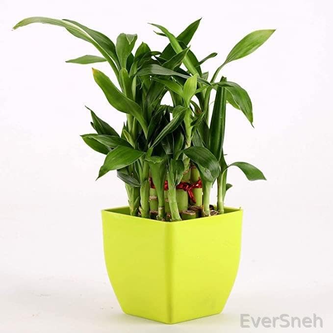 EverSneh Two Layer Lucky Bamboo plant with Light Green Plastic Pot Live Plant Home Decor Plant (B0BJ7L1YNN) Amazon Price History, Amazon Price Tracker