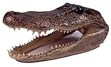Genuine Alligator Preserved Alligator Head (9-11 inch)
