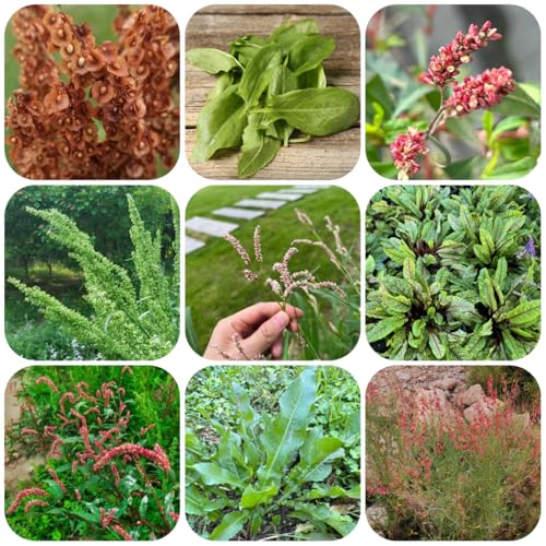semi di acetosella biologici da giardino tappezzanti acquistare acetosella, giardino sul balcone 500pcs