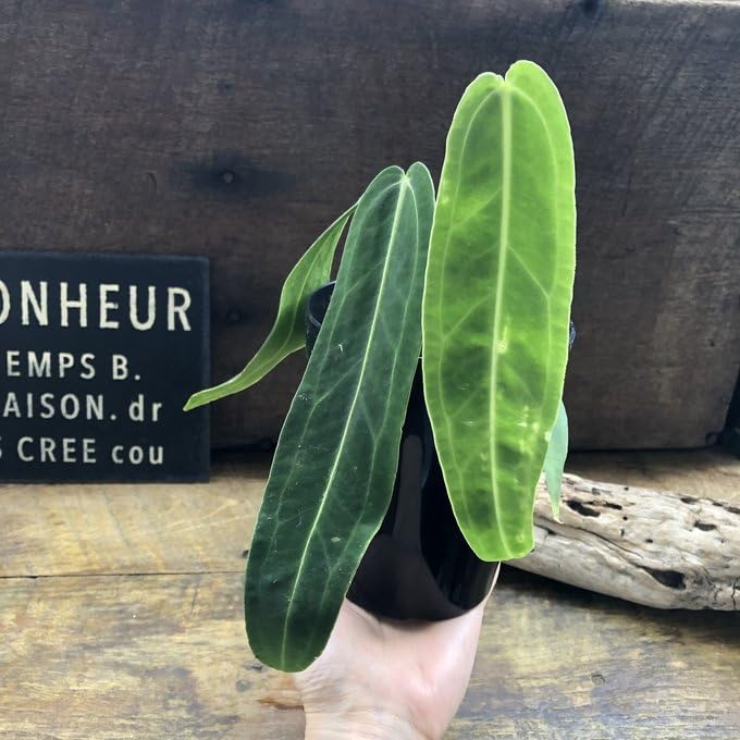 Amazon｜アンスリウム ワロクアーナム 「Anthurium warocqueanum