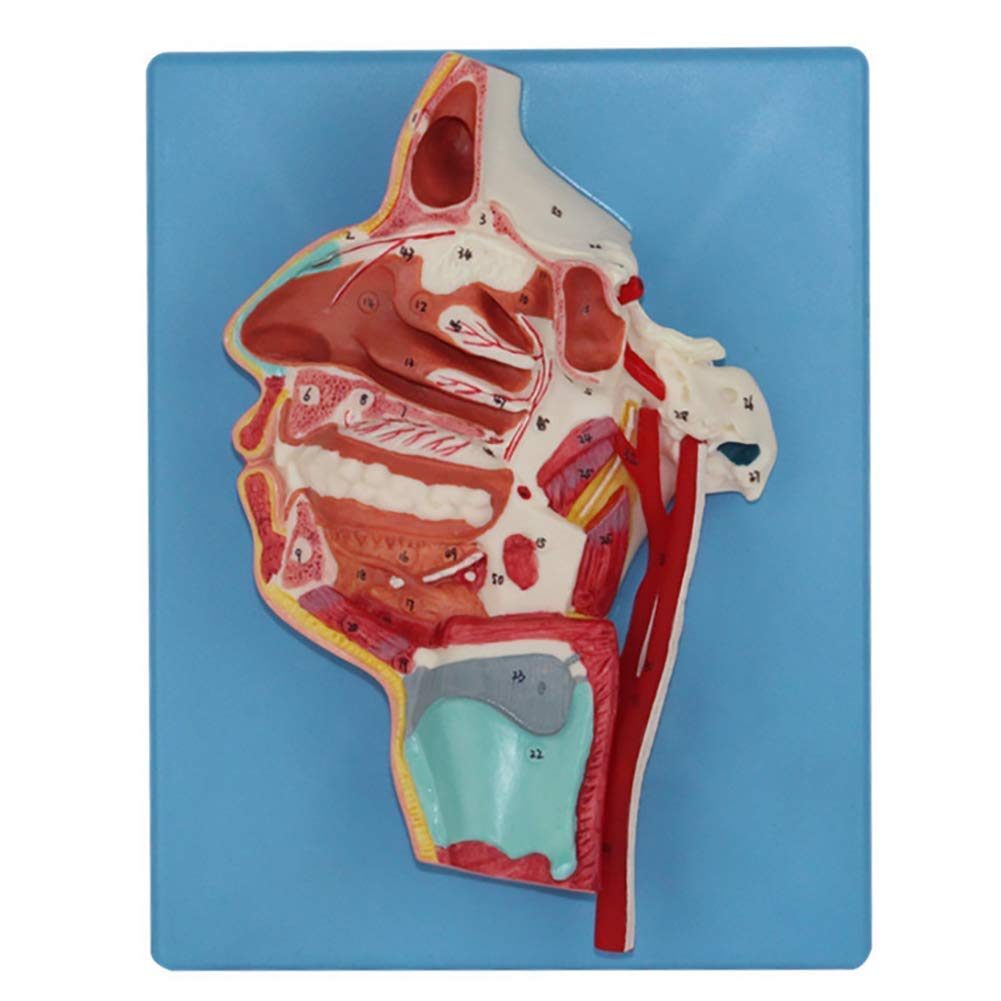 Buy ZAMAX Study Model 10 Human Anatomical Lateral Vascular Nerve Throat