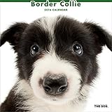 ボーダー・コリー 2016年 カレンダー 壁掛け