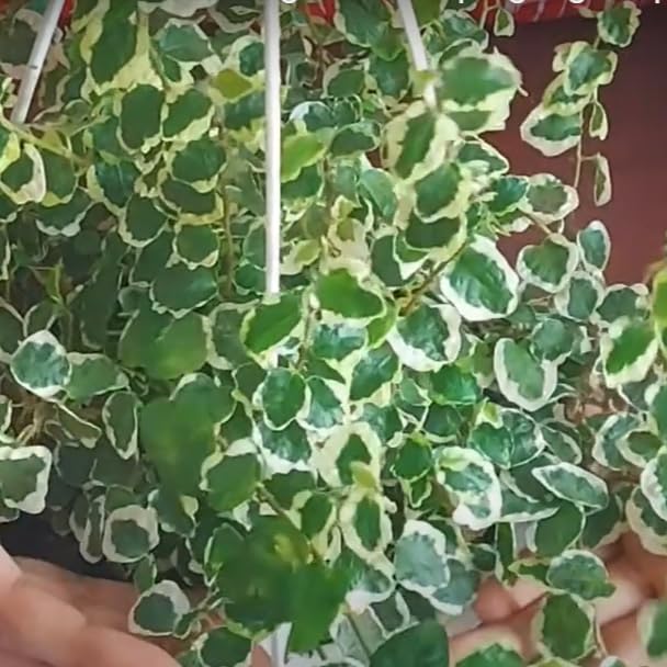 Wynorg Creeping Fig Variegated (Ficus pumila) - Versatile Climbing Vine for Indoor and Outdoor Spaces. Enhance Your Garden or Home with the Hardy and Attractive Creeping Fig Vine. (B0D6BGJ2RG) Amazon Price History, Amazon Price Tracker
