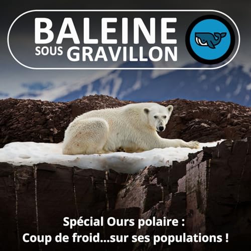 SP&Eacute;CIAL OURS POLAIRE 3/3 : Coup de froid ... sur ses populations ! (R&eacute;my Marion)