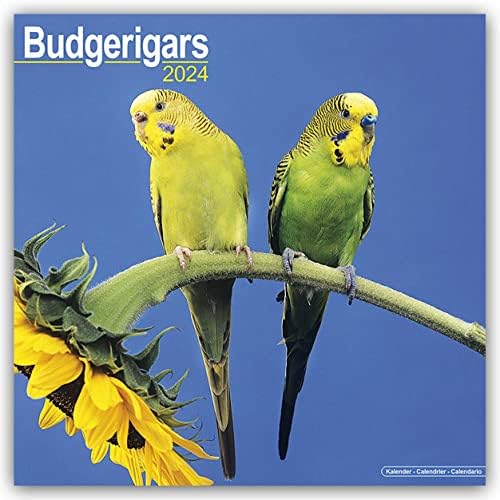 Budgerigar Calendar 2024 Square Bird Wall Calendar 16 Month