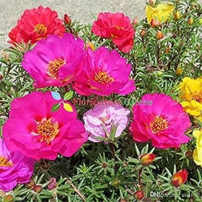 Green World F1 HYBRID PORTULUCA MIXED FLOWER SEEDS FOR KITCEHEN GARDENING (100 seeds)