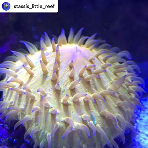 Barrier Reef Labs Lps Groformula Micro-Pearl Coral Food, 90G (240G) #TOP4